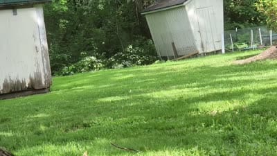 ACA Reg. 'Vance' , a male Cavalier King Charles Spaniel for sale in Seneca Falls, NY – 6 of 6