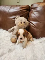 ACA Reg. 'Vance' RTG May 18, a male Cavalier King Charles Spaniel for sale in Seneca Falls, NY – Photo 3 of 4