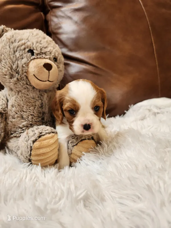 ACA Reg. 'Vance' RTG May 18 – Cavalier King Charles Spaniel puppy for sale in Seneca Falls, NY