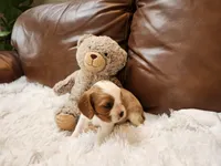 ACA Reg. 'Vance' RTG May 18, a male Cavalier King Charles Spaniel for sale in Seneca Falls, NY – Photo 2 of 4