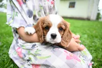 ACA Reg 'Vince' RTG May 18, a male Cavalier King Charles Spaniel for sale in Seneca Falls, NY – 2 of 4