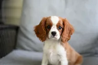 ACA Reg 'Vince' , a male Cavalier King Charles Spaniel for sale in Seneca Falls, NY – 4 of 4
