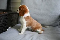 ACA Reg 'Vince' , a male Cavalier King Charles Spaniel for sale in Seneca Falls, NY – 3 of 4