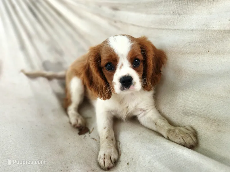 ACA Reg 'Vince' RTG May 18 – Cavalier King Charles Spaniel puppy for sale in Seneca Falls, NY