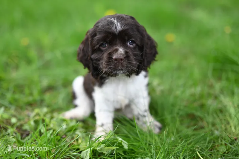 Arlee 'AKC registered' – Cocker Spaniel puppy for sale in Seneca Falls, NY