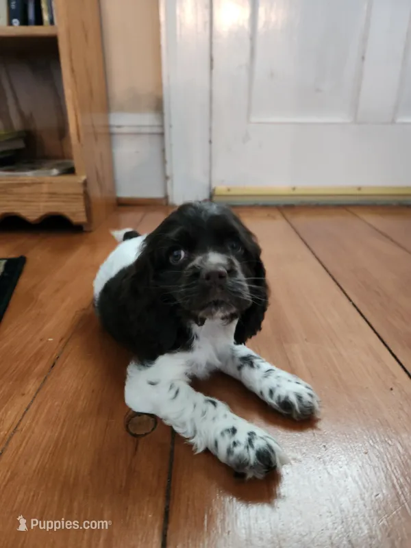 Abby – Cocker Spaniel puppy for sale in Seneca Falls, NY