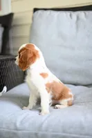 ACA Reg. 'Vance' , a male Cavalier King Charles Spaniel for sale in Seneca Falls, NY – 3 of 6