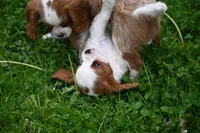 ACA Reg. 'Vance' , a male Cavalier King Charles Spaniel for sale in Seneca Falls, NY – 2 of 10