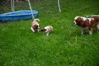 ACA Reg. 'Vance' , a male Cavalier King Charles Spaniel for sale in Seneca Falls, NY – 8 of 10