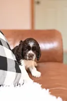 Abby, a female Cocker Spaniel for sale in Seneca Falls, NY – Photo 2 of 3