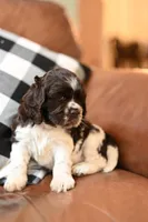 Abby, a female Cocker Spaniel for sale in Seneca Falls, NY – Photo 3 of 3