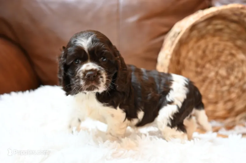 Abby – Cocker Spaniel puppy for sale in Seneca Falls, NY
