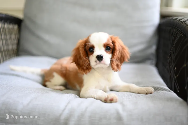 ACA Reg. 'Vance'  – Cavalier King Charles Spaniel puppy for sale in Seneca Falls, NY