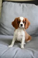 ACA Reg 'Vince' , a male Cavalier King Charles Spaniel for sale in Seneca Falls, NY – 2 of 4