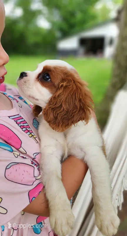 ACA Reg. 'Vance'  – Cavalier King Charles Spaniel puppy for sale in Seneca Falls, NY