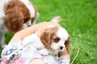 ACA Reg. 'Vance' , a male Cavalier King Charles Spaniel for sale in Seneca Falls, NY – 3 of 10