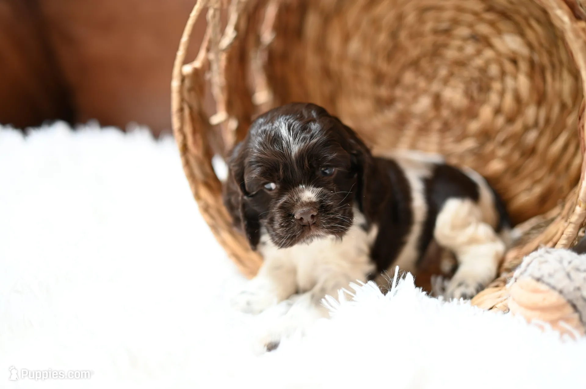 Arlee 'AKC registered', a female Cocker Spaniel for sale in Seneca Falls, NY – Photo 2 of 4