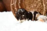 Arlee 'AKC registered', a female Cocker Spaniel for sale in Seneca Falls, NY – Photo 4 of 4