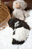 Arlee 'AKC registered', a female Cocker Spaniel for sale in Seneca Falls, NY – Photo 3 of 4