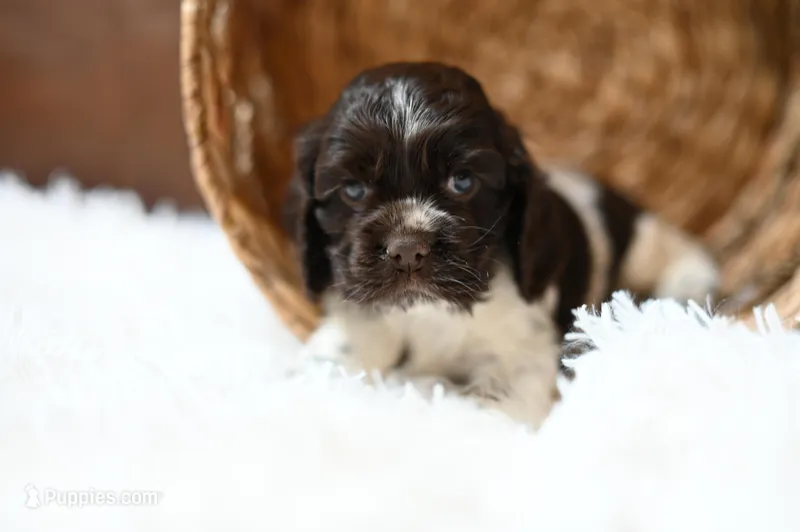 Arlee 'AKC registered' – Cocker Spaniel puppy for sale in Seneca Falls, NY