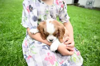 ACA Reg 'Vince' RTG May 18, a male Cavalier King Charles Spaniel for sale in Seneca Falls, NY – 3 of 4