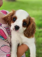 ACA Reg. 'Vance' , a male Cavalier King Charles Spaniel for sale in Seneca Falls, NY – 5 of 6