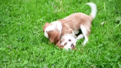 ACA Reg. 'Vance' , a male Cavalier King Charles Spaniel for sale in Seneca Falls, NY – 10 of 10