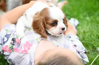 ACA Reg. 'Vance' , a male Cavalier King Charles Spaniel for sale in Seneca Falls, NY – 5 of 10