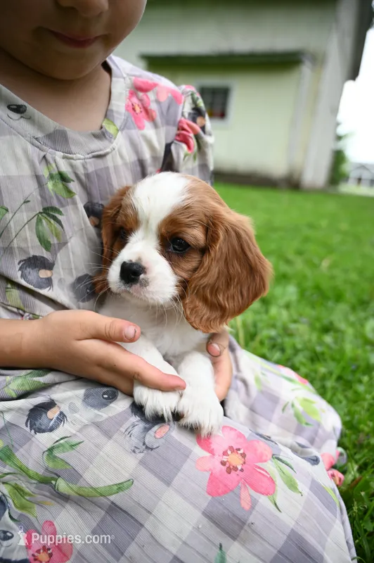 ACA Reg 'Vince' RTG May 18 – Cavalier King Charles Spaniel puppy for sale in Seneca Falls, NY