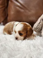 ACA Reg 'Victoria' RTG May 18, a female Cavalier King Charles Spaniel for sale in Seneca Falls, NY – Photo 4 of 5