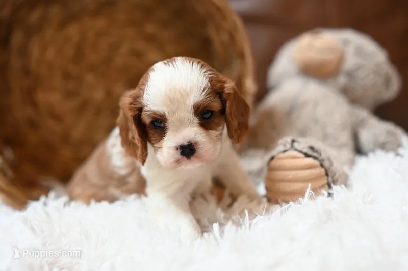 ACA Reg 'Victoria' RTG May 18 – Cavalier King Charles Spaniel puppy for sale in Seneca Falls, NY