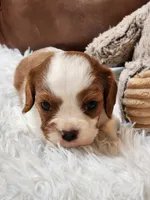 ACA Reg 'Victoria' RTG May 18, a female Cavalier King Charles Spaniel for sale in Seneca Falls, NY – Photo 5 of 5