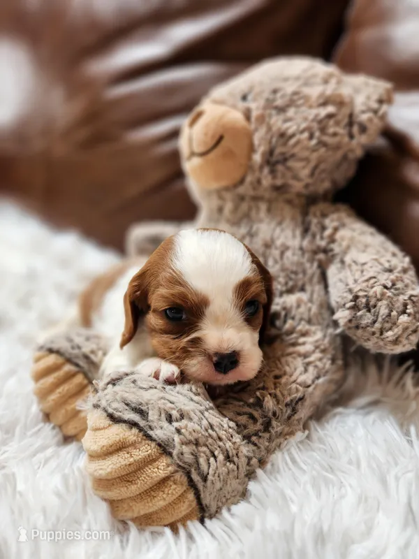 ACA Reg 'Victoria' RTG May 18 – Cavalier King Charles Spaniel puppy for sale in Seneca Falls, NY