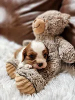 ACA Reg 'Victoria' RTG May 18, a female Cavalier King Charles Spaniel for sale in Seneca Falls, NY – Photo 1 of 5