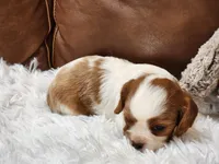 ACA Reg 'Victoria' RTG May 18, a female Cavalier King Charles Spaniel for sale in Seneca Falls, NY – Photo 2 of 5