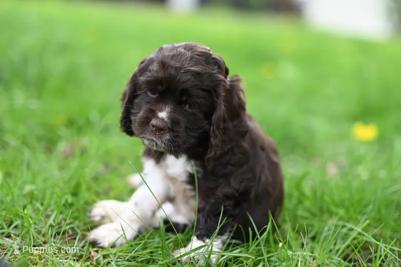 Annie – Cocker Spaniel puppy for sale in Seneca Falls, NY