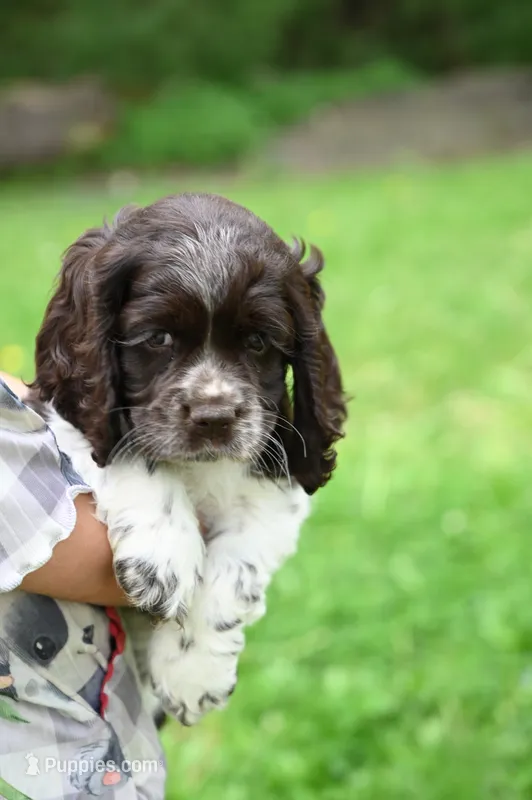 Arlee 'AKC registered' – Cocker Spaniel puppy for sale in Seneca Falls, NY