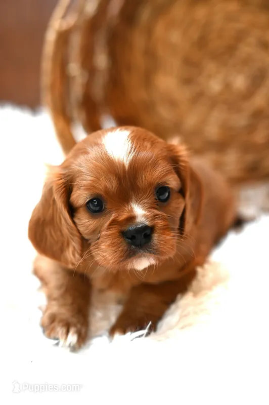 ACA Reg. 'Victor' RTG May 18 – Cavalier King Charles Spaniel puppy for sale in Seneca Falls, NY