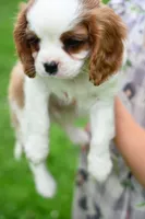 ACA Reg. 'Vance' , a male Cavalier King Charles Spaniel for sale in Seneca Falls, NY – 4 of 10