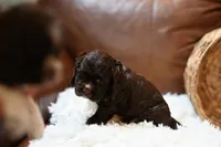 Annie, a female Cocker Spaniel for sale in Seneca Falls, NY – Photo 2 of 3
