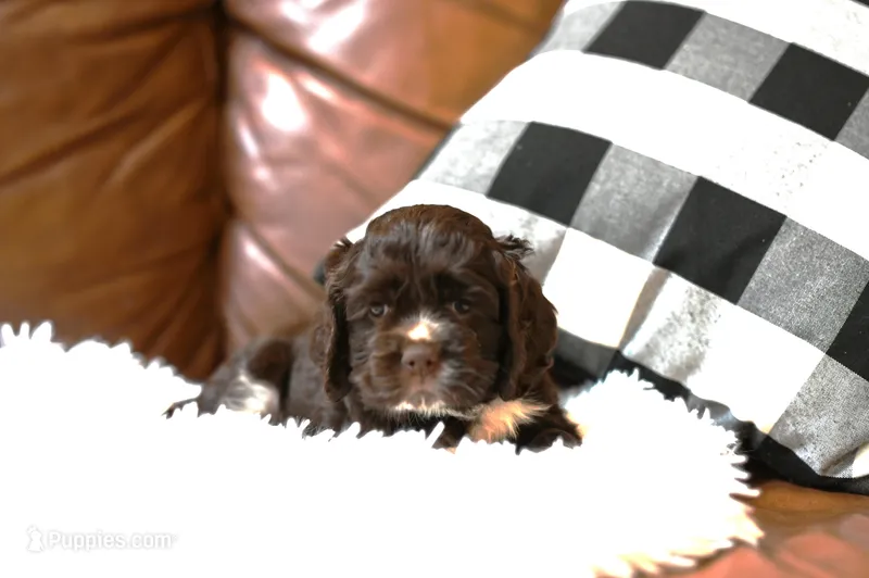 Annie – Cocker Spaniel puppy for sale in Seneca Falls, NY