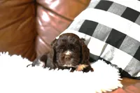 Annie, a female Cocker Spaniel for sale in Seneca Falls, NY – Photo 1 of 3