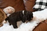 Annie, a female Cocker Spaniel for sale in Seneca Falls, NY – Photo 3 of 3