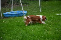 ACA Reg. 'Vance' , a male Cavalier King Charles Spaniel for sale in Seneca Falls, NY – 9 of 10