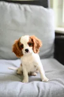 ACA Reg. 'Vance' , a male Cavalier King Charles Spaniel for sale in Seneca Falls, NY – 2 of 6