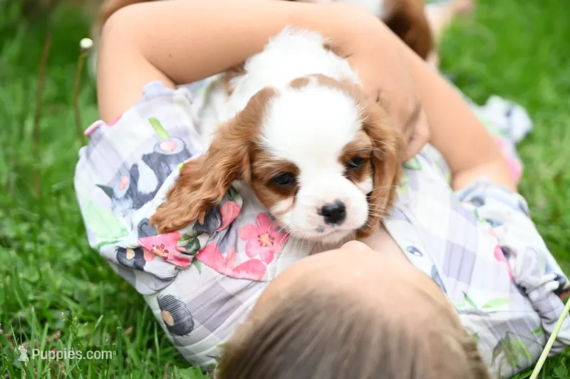 ACA Reg. 'Vance'  – Cavalier King Charles Spaniel puppy for sale in Seneca Falls, NY
