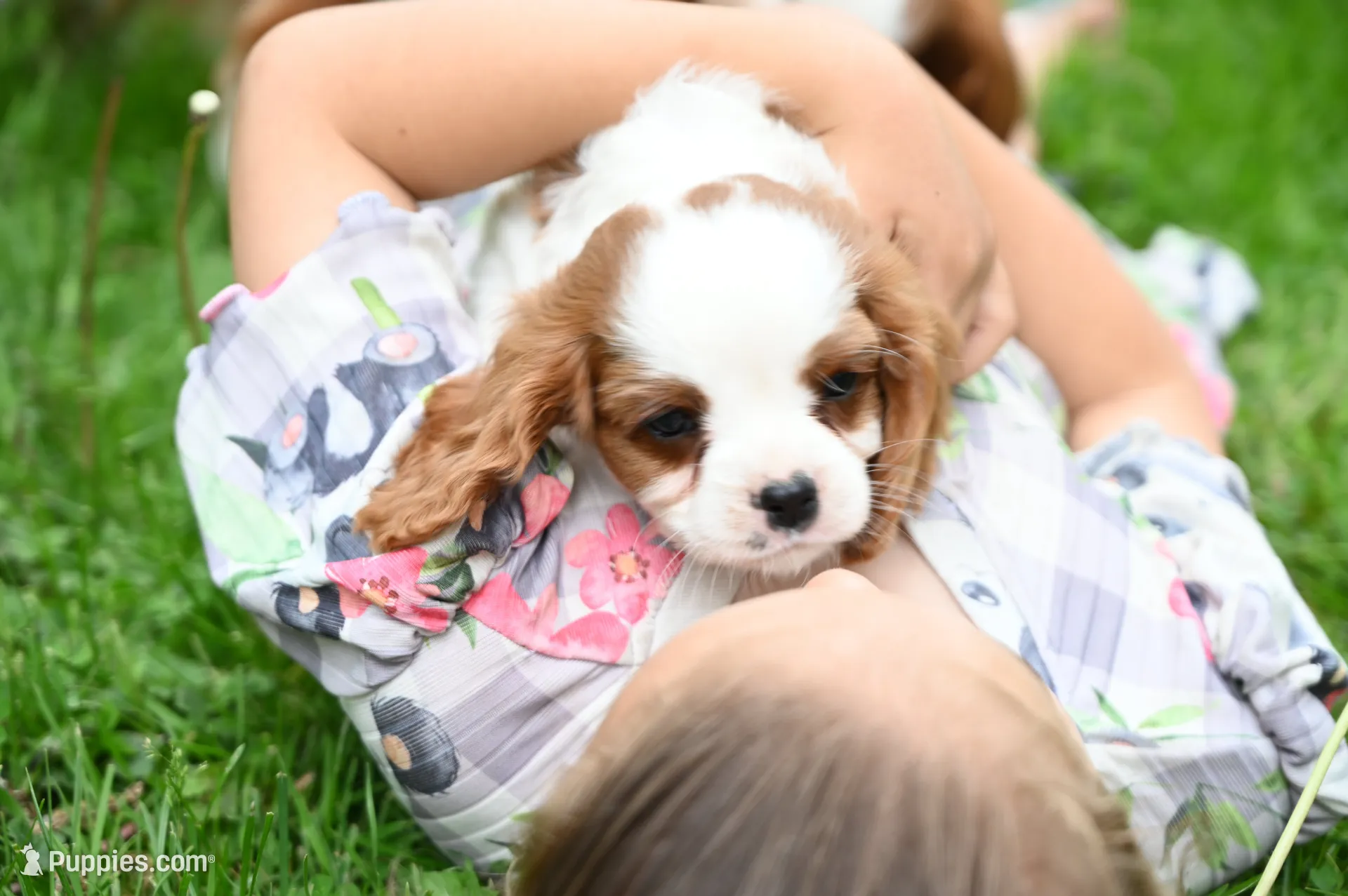 ACA Reg. 'Vance' , a male Cavalier King Charles Spaniel for sale in Seneca Falls, NY – 1 of 10