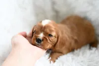 Victor, a male Cavalier King Charles Spaniel for sale in Seneca Falls, NY – Photo 3 of 6