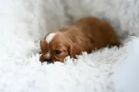 Victor, a male Cavalier King Charles Spaniel for sale in Seneca Falls, NY – Photo 4 of 6