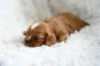Victor, a male Cavalier King Charles Spaniel for sale in Seneca Falls, NY – Photo 6 of 6